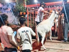 Bharuch battles stray donkey menace, 19 captured in a night | Surat News